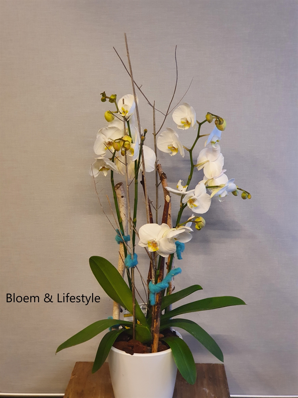 Speelse orchideeën
